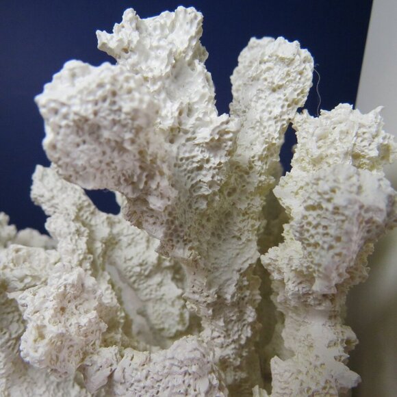 White Faux Coral Bookends from Target 2012 Nautical, lots of texture - Picture 8 of 12